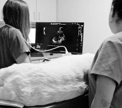 Black and white photo of a dog getting an ultrasound